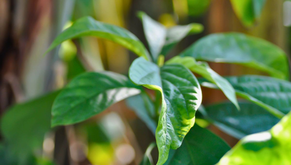Oro verde: la hierba medicinal del árbol de aguacate que concentra 6 propiedades en 1
