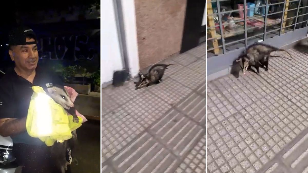 Preventores persiguieron por calle Colón de Capital a una zarigüella hasta atraparla. Creen que alguien la tenía como mascota.