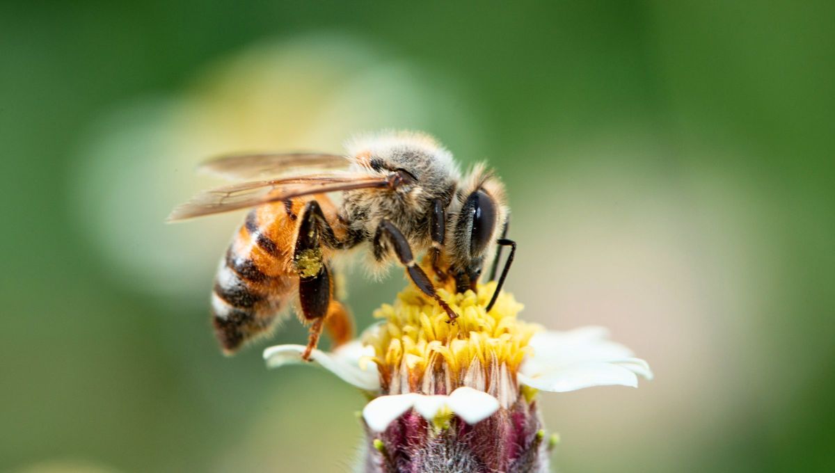 Cuando aparecen algunos animales peque&ntilde;os representan significados positivos.