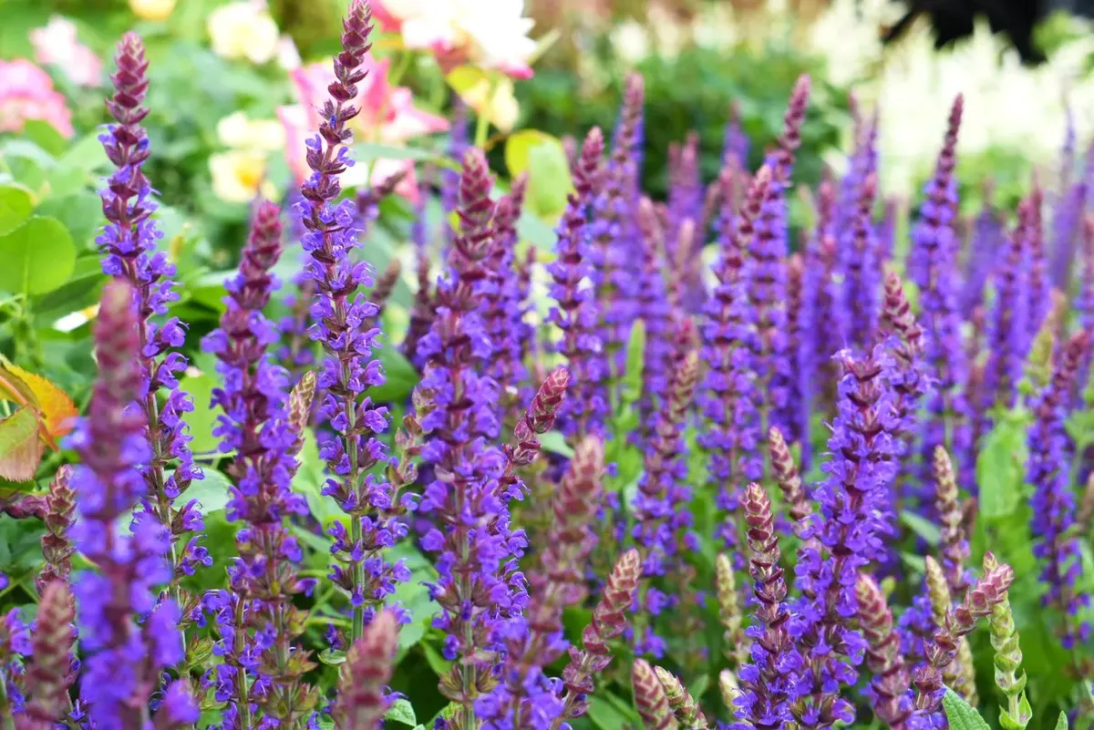 The color of this plant is comparable to lavender.