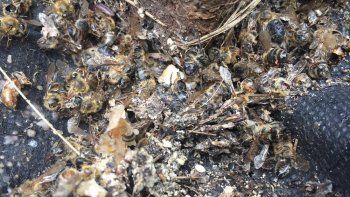 Millones de abejas mueren en sur de EEUU