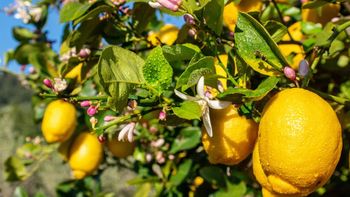 Cómo hacer que el árbol limonero estalle de flores blancas usando bolsitas de té