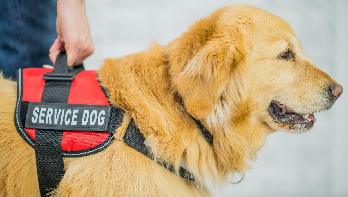 El perro guía o asistencia es el que acompaña, conduce y auxilia a las personas con discapacidad. El perro guía o asistencia es el que acompaña, conduce y auxilia a las personas con discapacidad. 