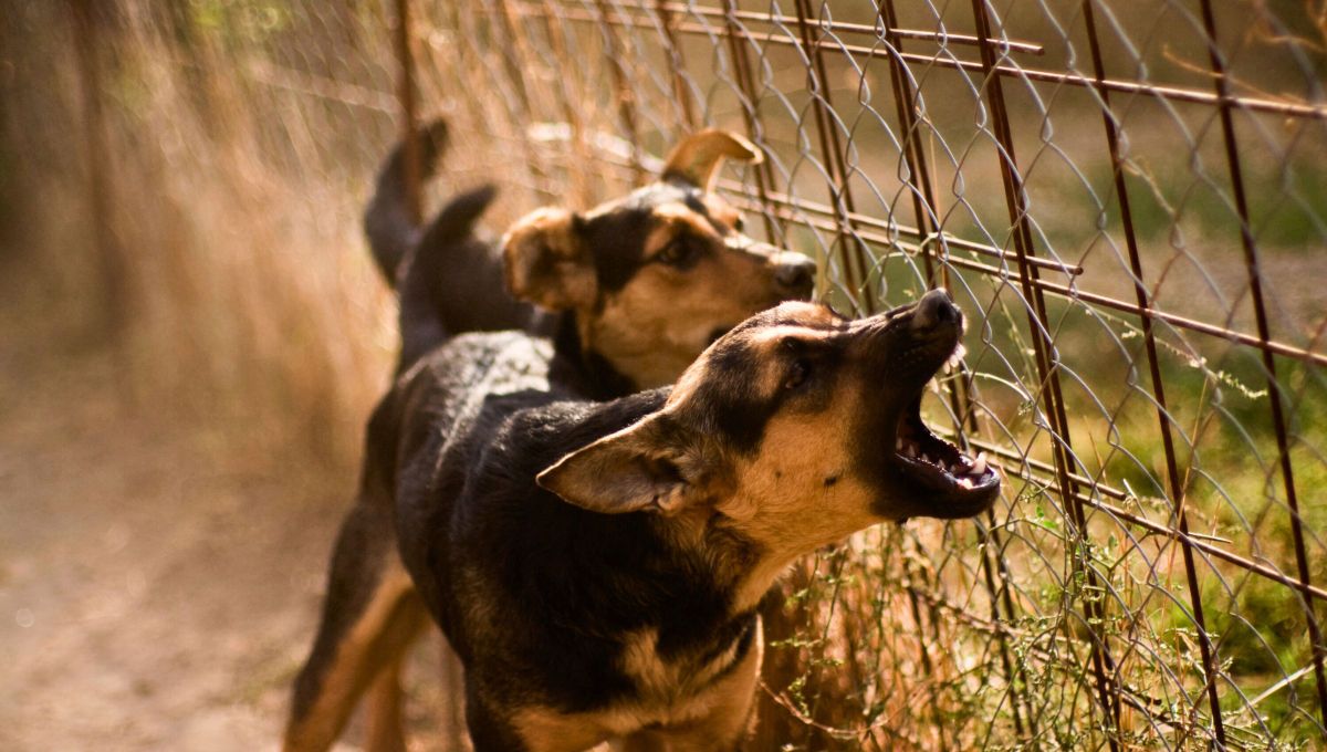 Qué significa cuando un perro le ladra solo a algunas personas y a otras no