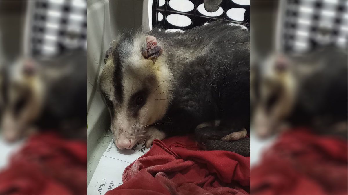 Se trata de una zarigüeya macho que fue encontrada dentro de una bolsa en el interior del barrio Campo Pappa, en Godoy Cruz. Se trata de una zarigüeya macho que fue encontrada dentro de una bolsa en el interior del barrio Campo Pappa, en Godoy Cruz.