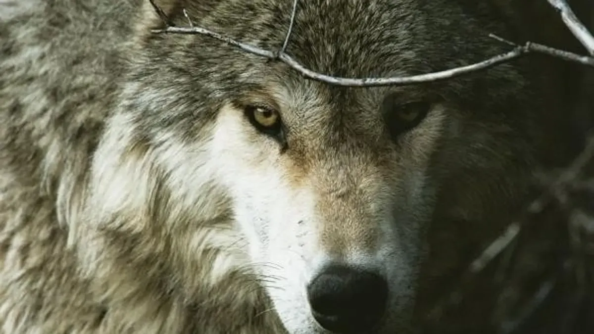 Tremenda preocupación en California: los lobos no tienen control alguno