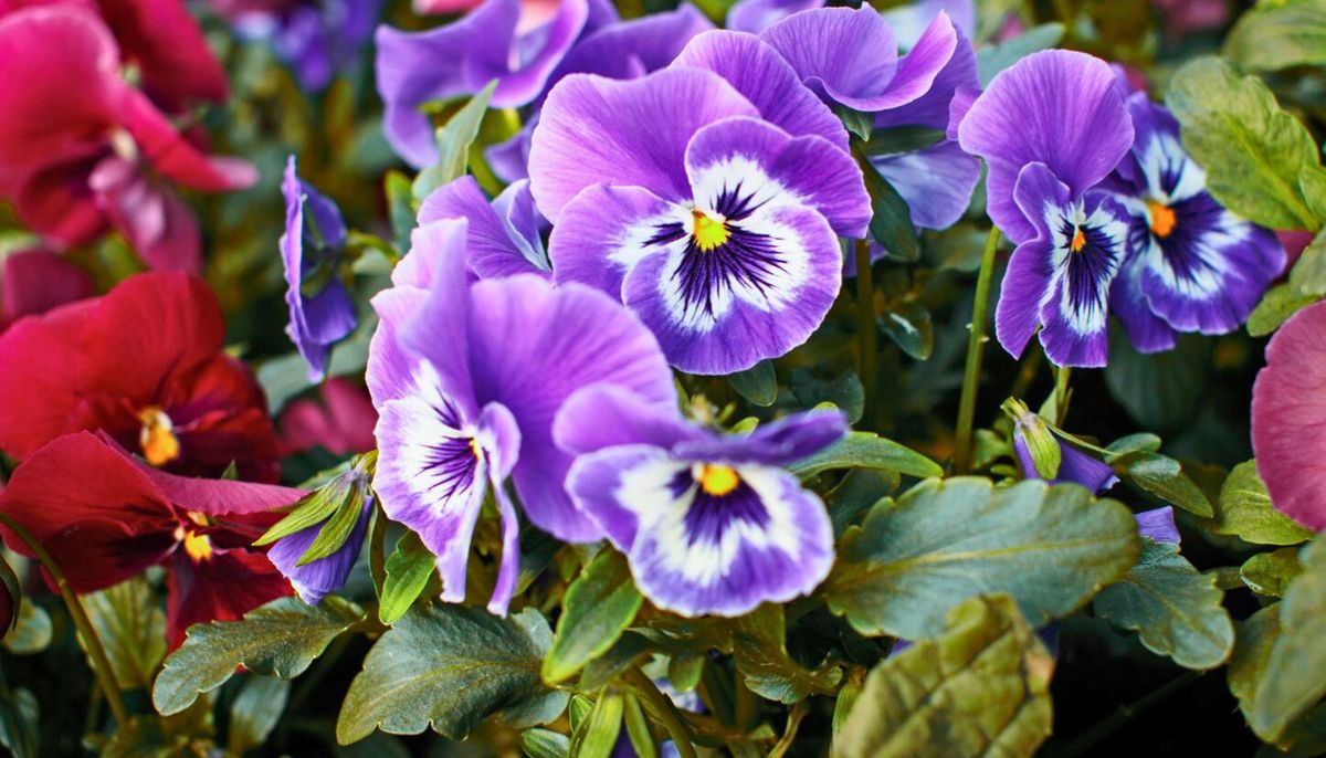 Si tienes una planta de pensamiento en el jardín