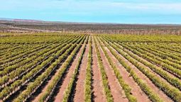 El país de América Latina que desafía a España en una industria que dominó el mundo por siglos El país de América Latina que desafía a España en una industria que dominó el mundo por siglos