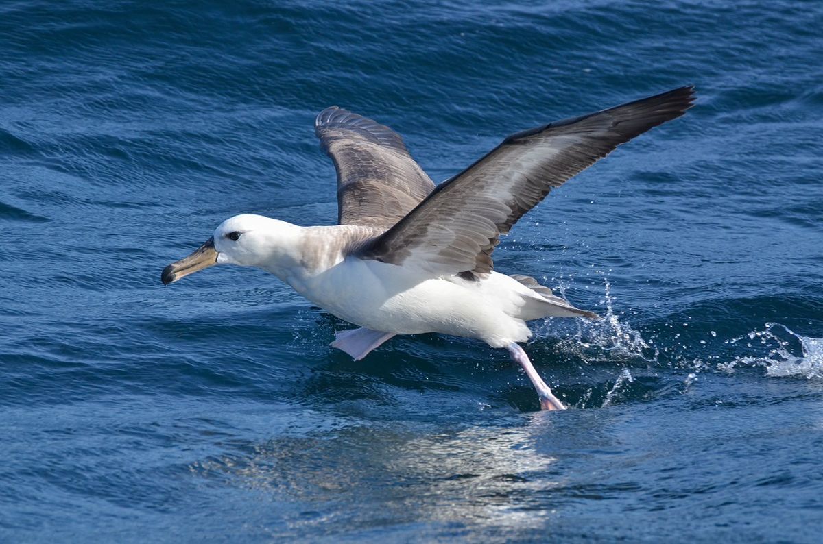 Los albatros forman parte del orden Procellariiformes. Los albatros forman parte del orden Procellariiformes.