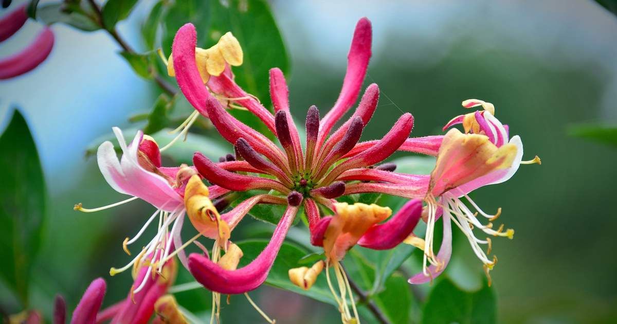 La planta trepadora de flores que es ideal para poner en la terraza. Imagen de Freepik.