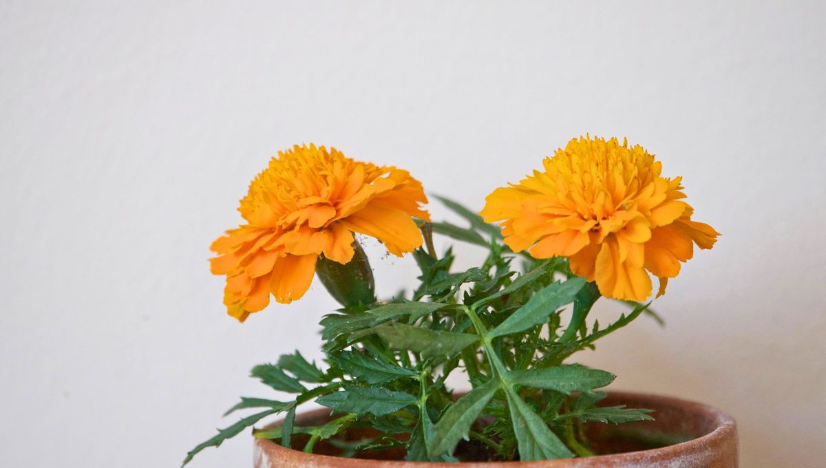 Cempasúchil o clavel chino, el oro botánico que cura cuerpo y alma y no solo se usa en el Día de los Muertos