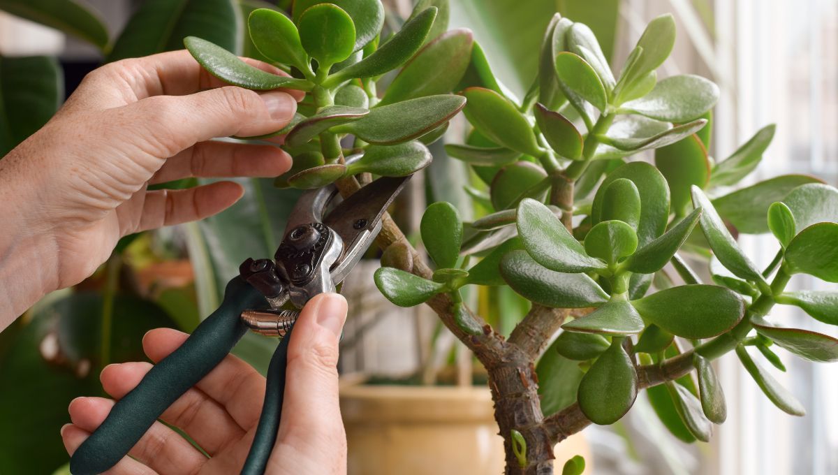 Cómo estimular el crecimiento del árbol de jade en primavera Cómo estimular el crecimiento del árbol de jade en primavera