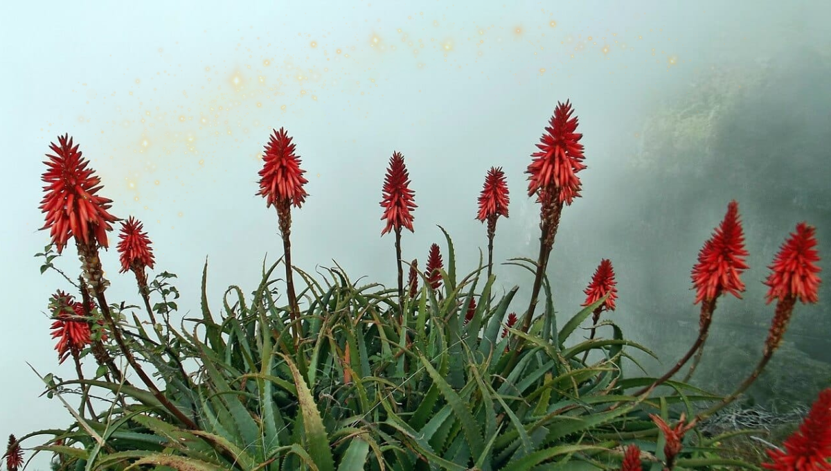 Toma nota de cómo hacer que tu planta de aloe vera estalle de flores