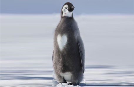 Fotografiaron a un pingüino con un corazón de plumas en el pecho