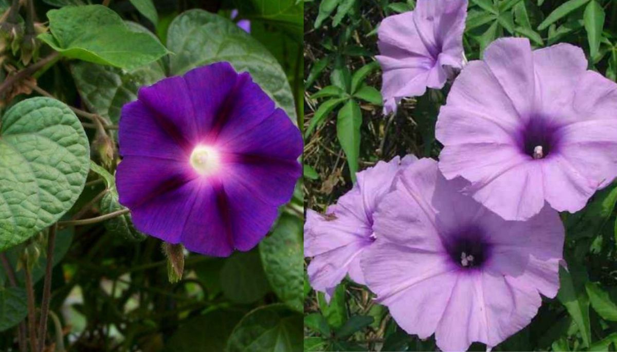 Las flores de esta planta trepadora suelen ser púrpura o lila. Imagen: Redacción Diario Uno Las flores de esta planta trepadora suelen ser púrpura o lila. Imagen: Redacción Diario Uno