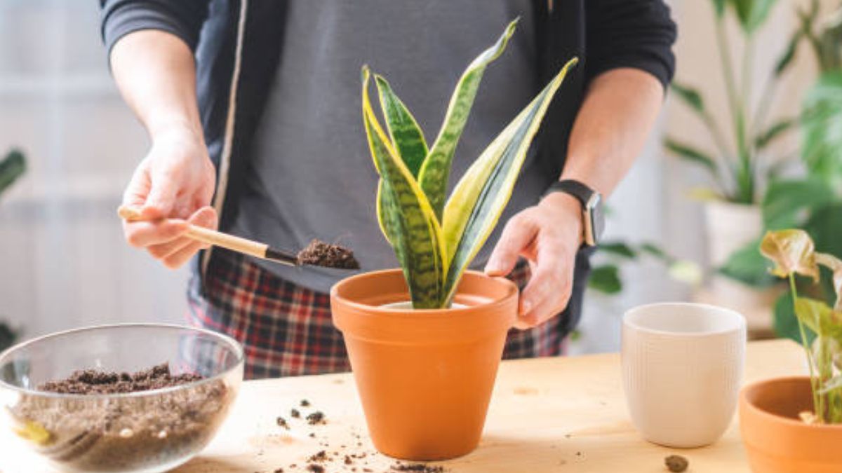 Conoce el sustrato ideal para tu sansevieria.