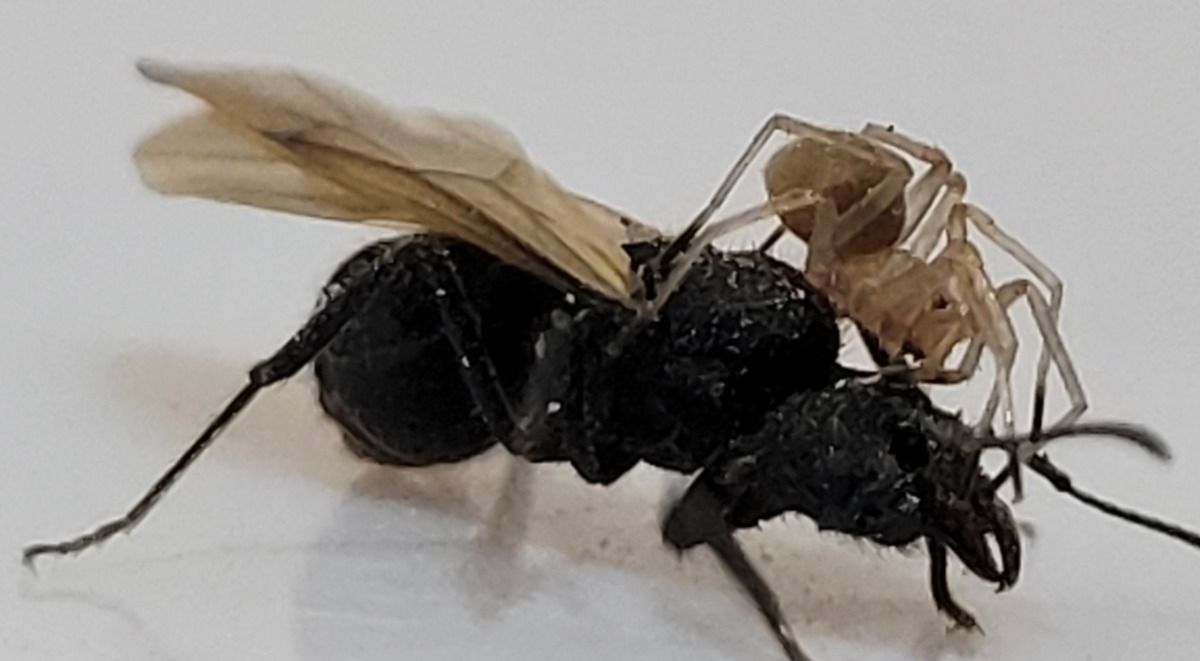 Se cree que la araña se sube a las hormigas aladas cuando necesita cambiar de hormiguero y reproducirse. Se cree que la araña se sube a las hormigas aladas cuando necesita cambiar de hormiguero y reproducirse.