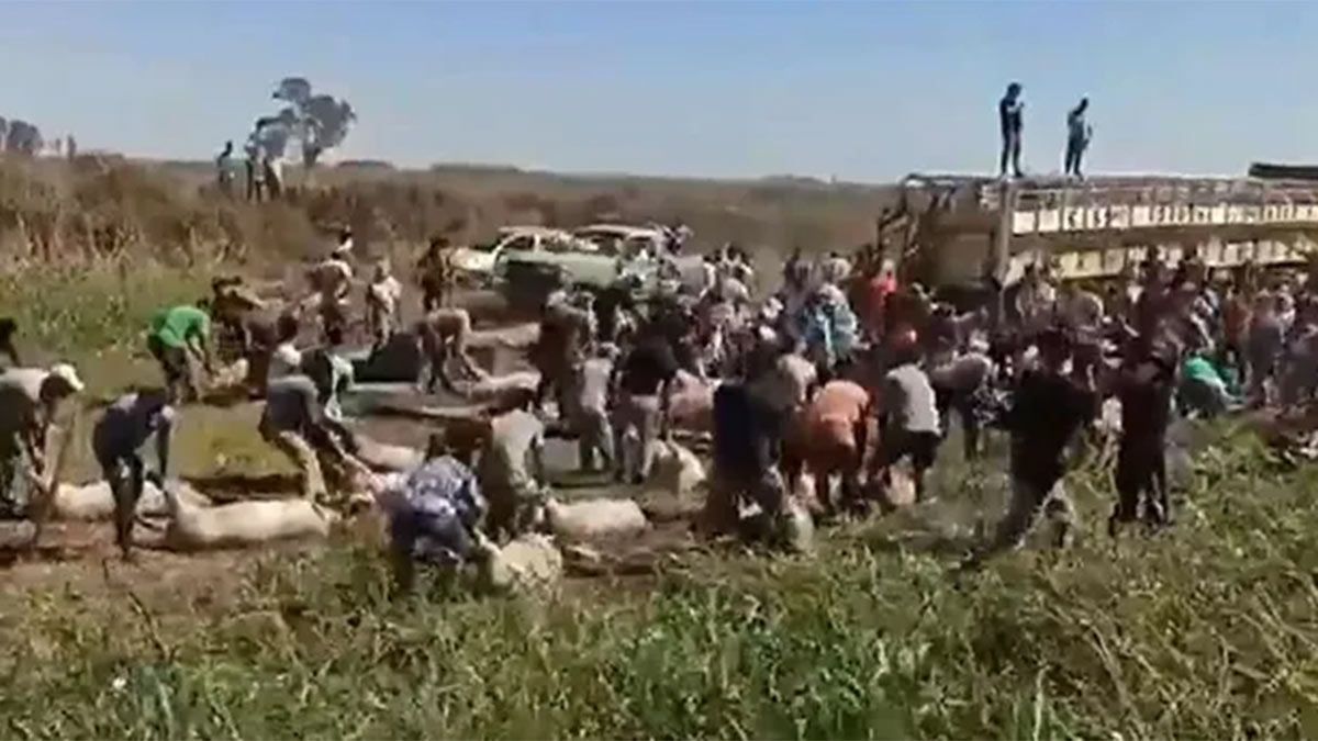 Volcó un camión con chanchos y las imágenes surrealistas se volvieron virales.&nbsp;