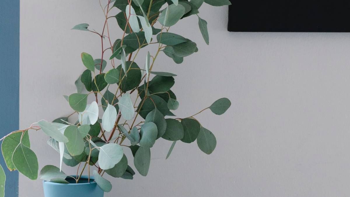 Para potenciar las energías positivas y la abundancia en el hogar, el Feng Shui recomienda usar las poderosas ramas del eucalipto. Para potenciar las energías positivas y la abundancia en el hogar, el Feng Shui recomienda usar las poderosas ramas del eucalipto.