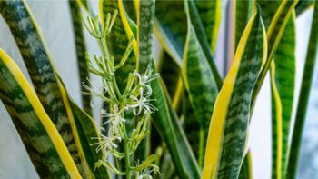 Pocos lo saben: qué significa que una planta lengua de suegra tenga flores antes de la primavera