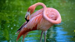 Conoce cuáles son las aves de la naturaleza que pueden dormir a pie. Imagen de Freepik.
