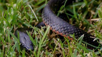 Descubrieron un nuevo tipo de serpiente extremadamente venenosa