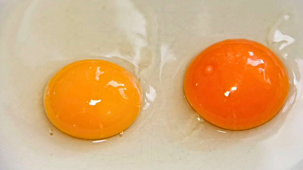 La calidad del huevo no se altera por la tonalidad de la yema.