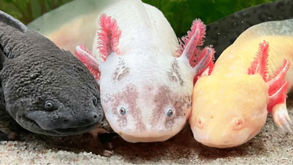 El extraño animal de México que está por desaparecer.