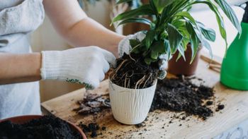 Cuál es la mejor época del año para trasplantar plantas de interior