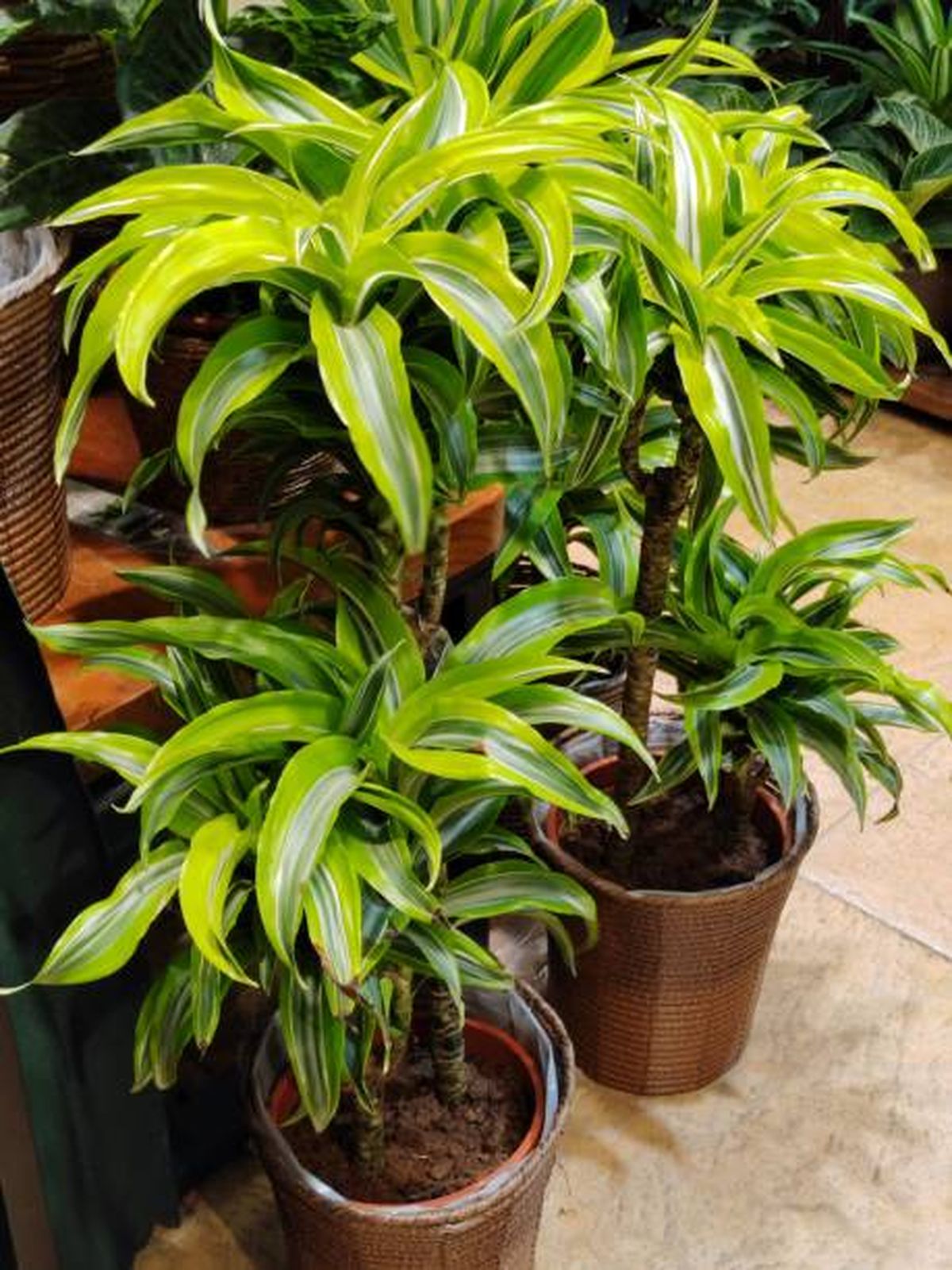 Palo de agua. Palo de agua.