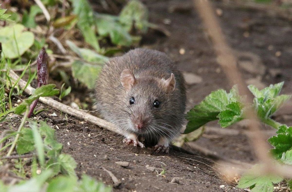 El hantavirus es una enfermedad viral transmitida principalmente por el contacto con secreciones, saliva, orina o excrementos de roedores silvestres infectados.