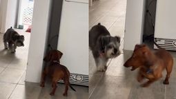 Tiktok fue el escenario de un tierno juego viral entre dos perritos