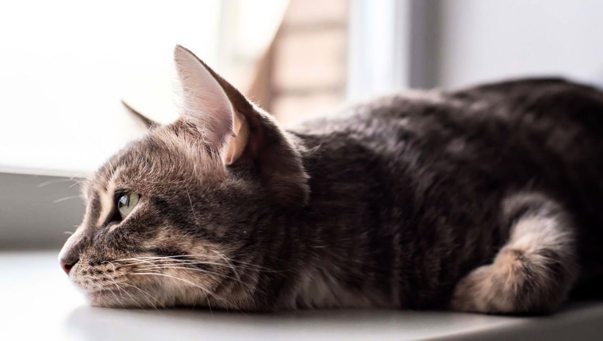 Los gatos adultos pueden pasar hasta un día solos sin problemas