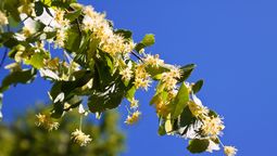 Una rama floreciente de tilo inunda el jardín de perfume. Imagen: Freepik.