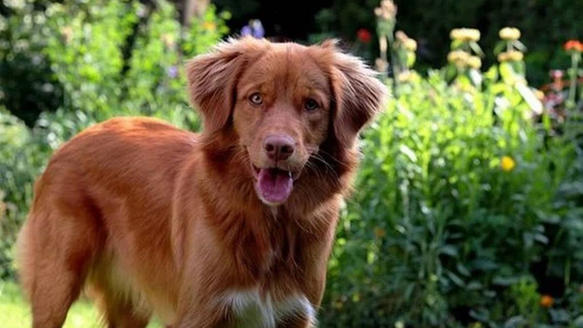 Cuando los perros miran directamente a los ojos liberan oxitocina, la llamada "hormona del amor".