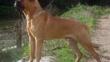 Ataque brutal: un bullmastiff desfiguró a un bebé de dos años