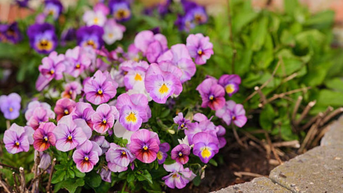 Descubrí cuáles son las mejores plantas para tener en el jardín durante mayo.