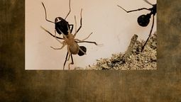 En Mendoza se confirmó que las Attacobius nigripes se montan sobre hormigas para transportarse.
