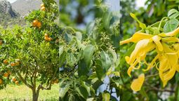 Estos tres árboles tienen un perfume único. Estos tres árboles tienen un perfume único.