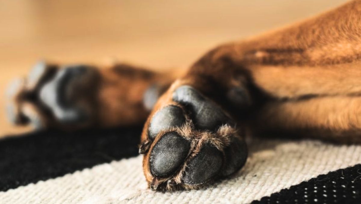 Una antigua raza de perro está al borde de desaparecer