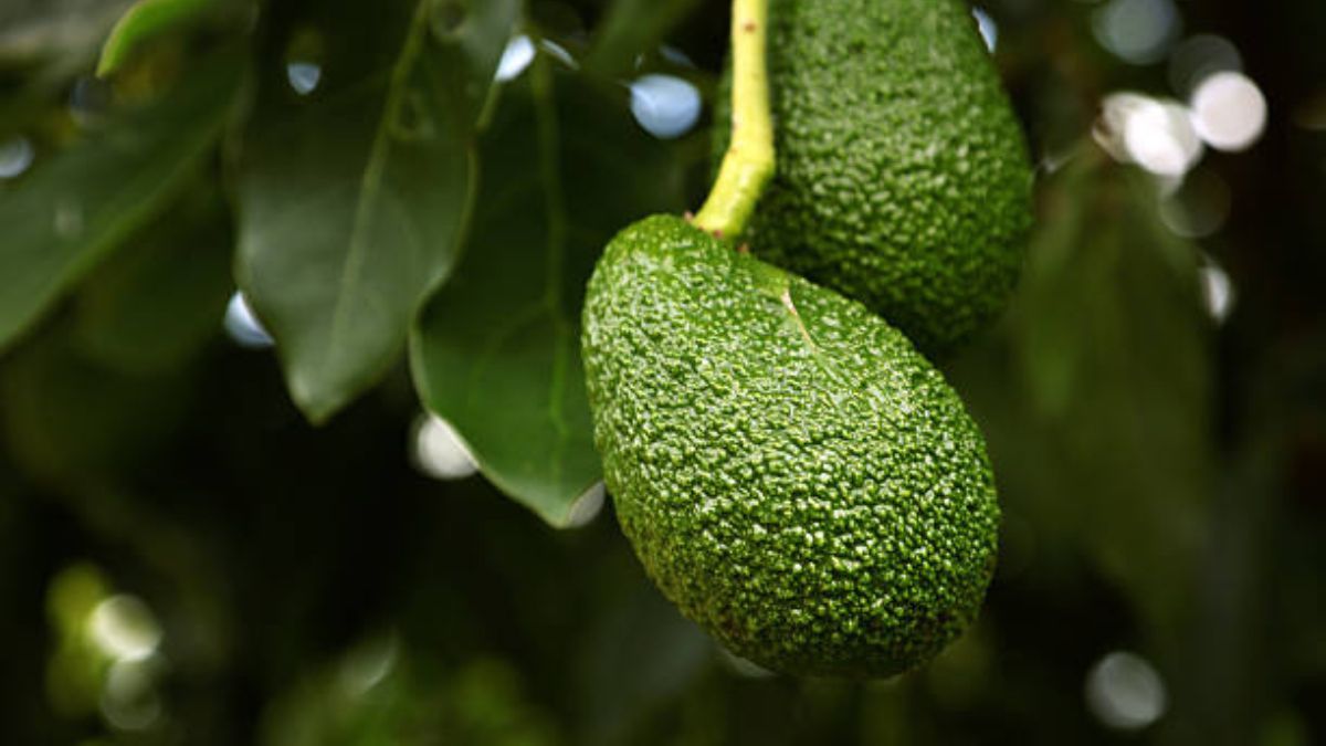 Aprendé a cuidar tu árbol de palta. Aprendé a cuidar tu árbol de palta.