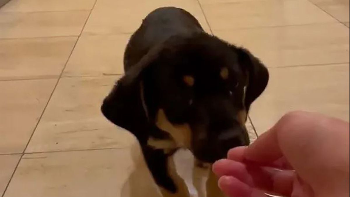 Este es el perrito que la joven decidió llevarse asegurando que su dueño no está en condiciones de criarlo.