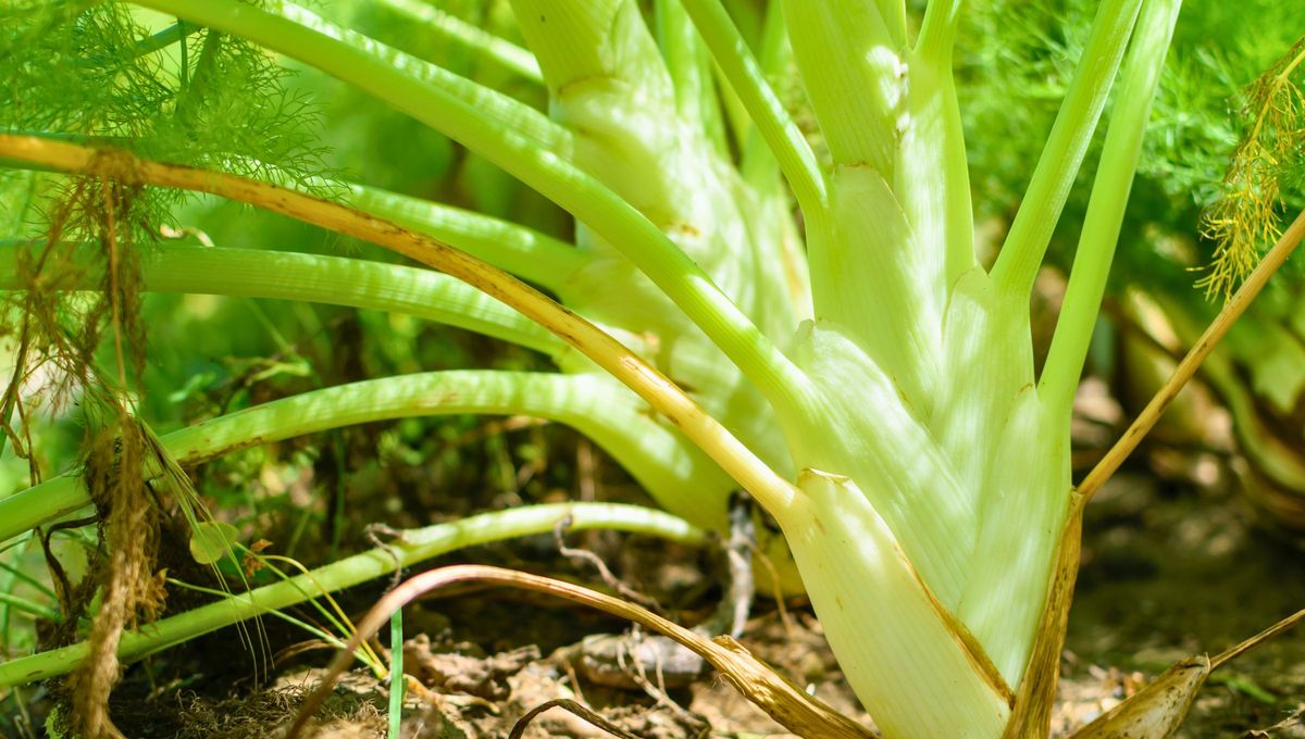 El hinojo es una planta herb&aacute;cea arom&aacute;tica, perteneciente a la familia de las umbel&iacute;feras, que se utiliza tanto como hierba culinaria.