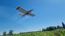 Iscamen abarcará unas 80 mil hectáreas de viñas con aplicaciones de insecticidas desde aviones para controlar a la plaga. El resto será con drones.