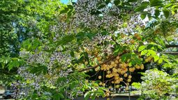 Este árbol desprende un aroma dulce y fresco. Este árbol desprende un aroma dulce y fresco.