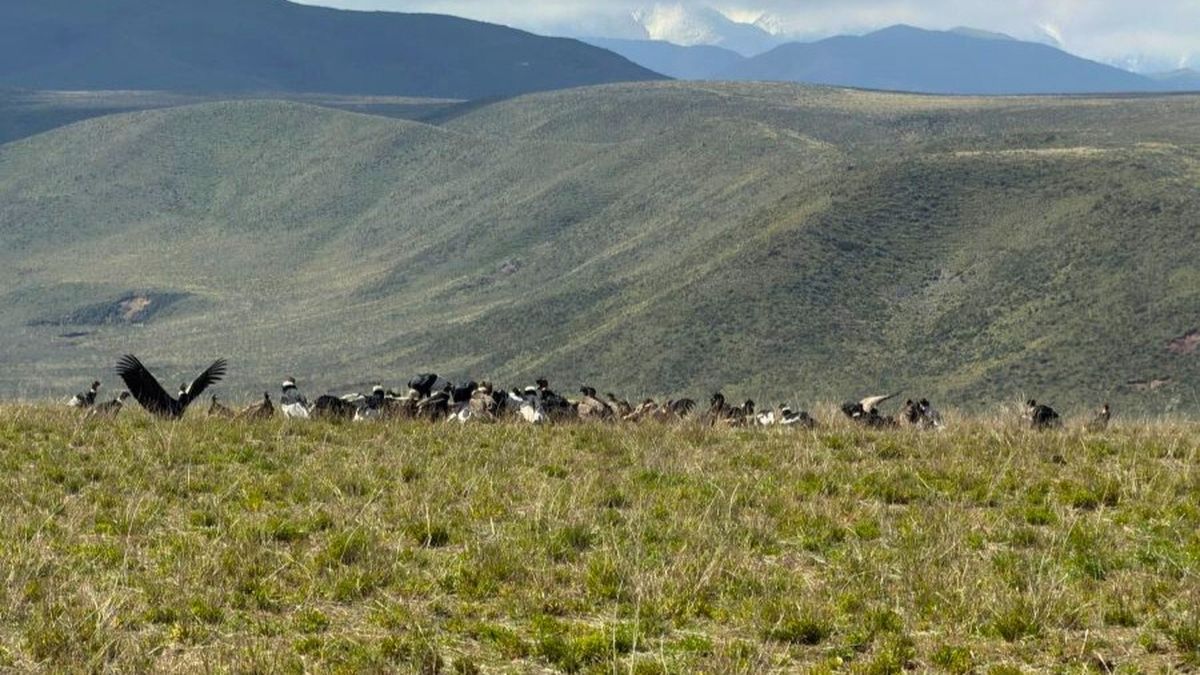 Los cóndores andinos registrados en un video por una familia en Tupungato.