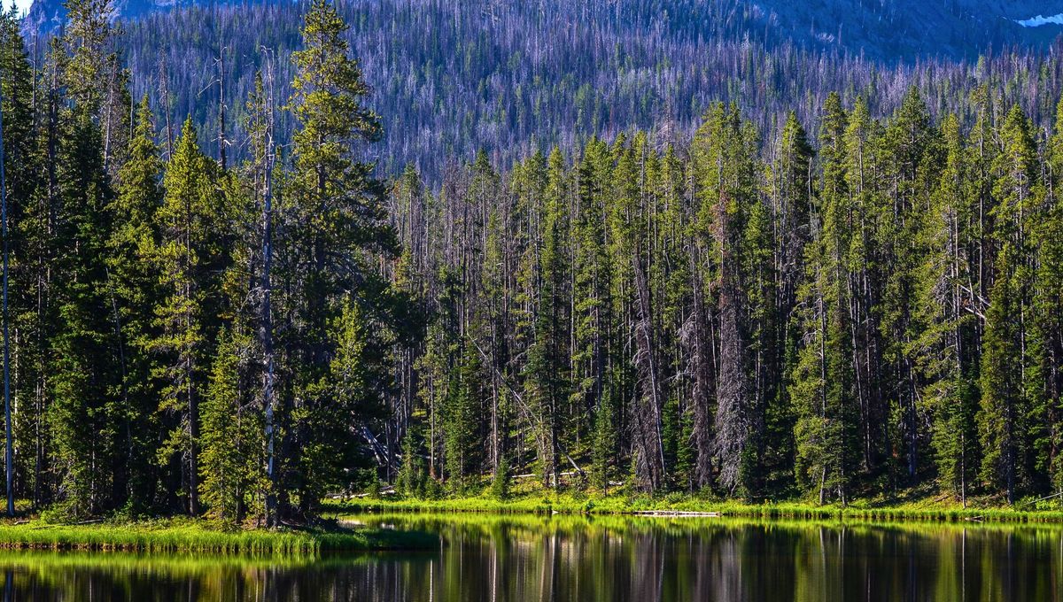 El Parque Nacional de Yellowstone es un área de recreación en la naturaleza que tiene alrededor de 9,065 km² sobre un área volcánica. El Parque Nacional de Yellowstone es un área de recreación en la naturaleza que tiene alrededor de 9,065 km² sobre un área volcánica. 