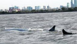 Es inminente la muerte de la ballena encallada en Dock Sud