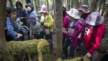El pequeño mundo del musgo que levanta pasiones en Japón