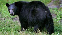 Un oso negro es muy peligroso.